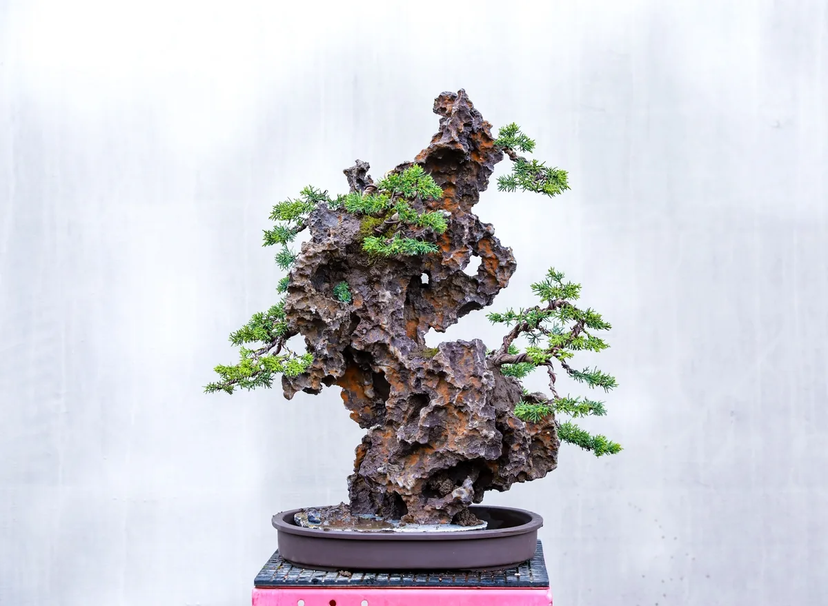 At the Bonsai Kreativ workshop with Josef Burschl: A juniper on a rock composition, with defined foliage pads.