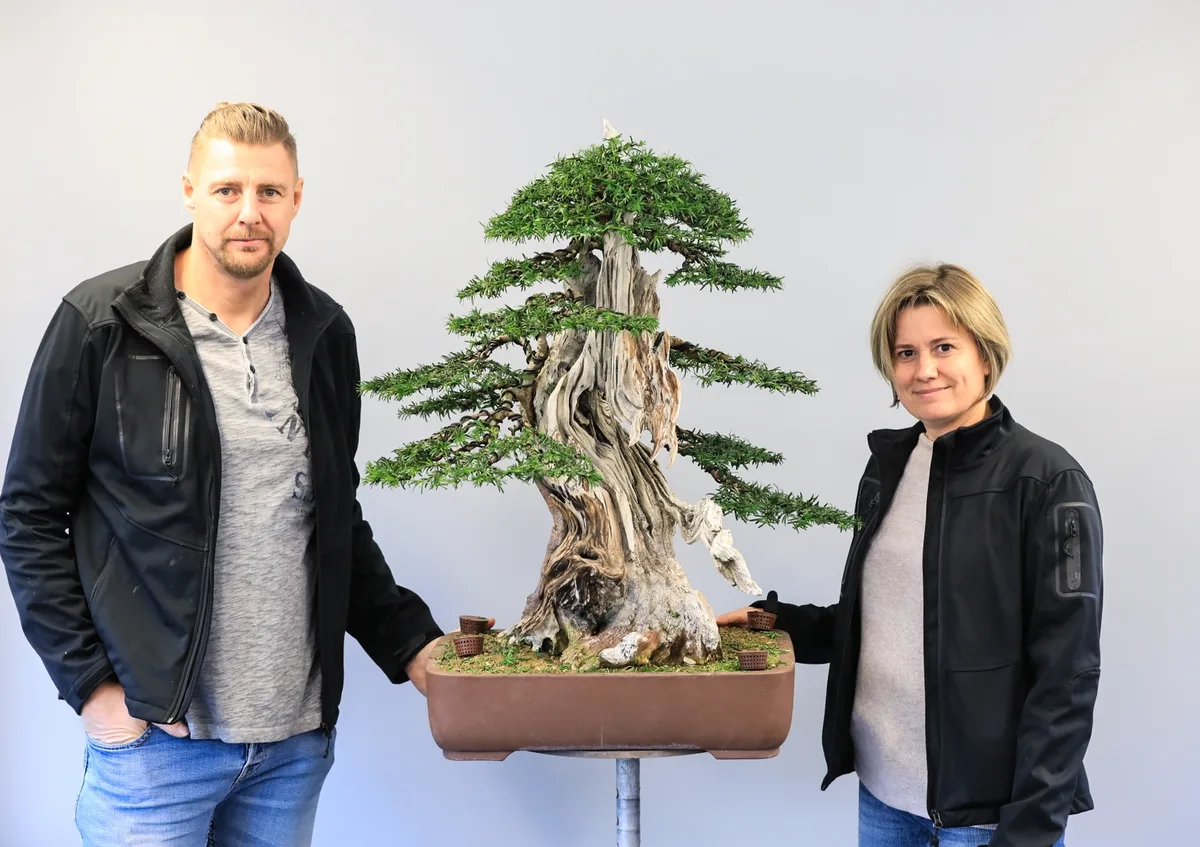 Beim Bonsai-Kreativ-Workshop mit Josef Burschl: Bearbeitung einer Eibe mit markantem Totholz und gegliederten Astpolstern.
