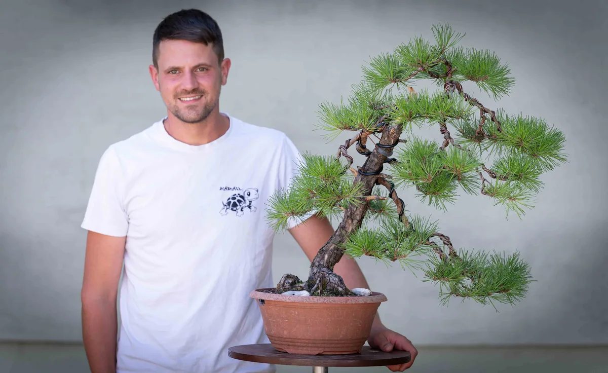 Beim Bonsai-Kreativ-Workshop mit Nik Rozman: Bearbeitung einer Kiefer mit geschwungenem Stamm und sichtbarer Benadelung.
