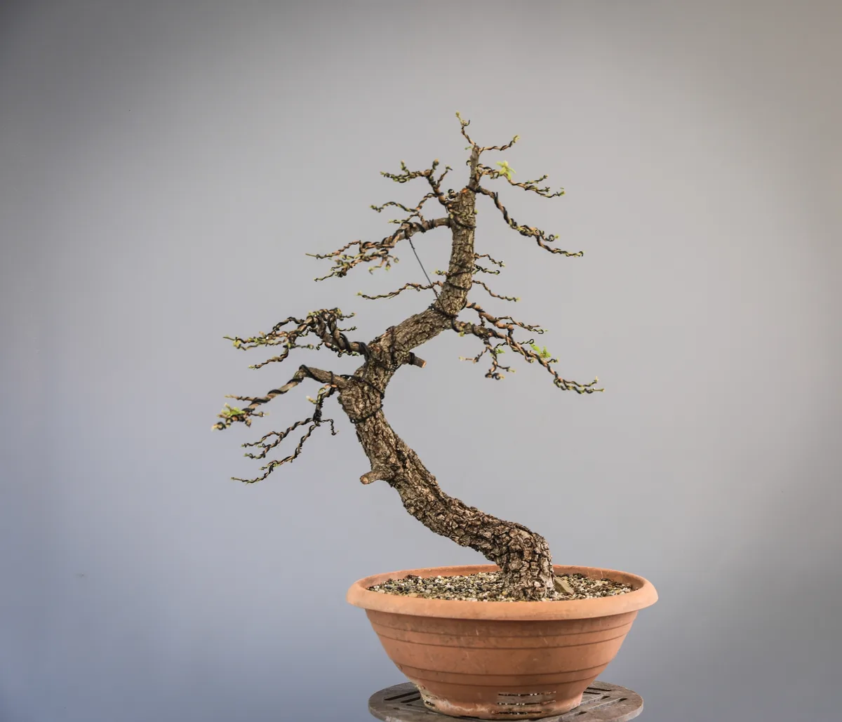 Beim Bonsai-Kreativ-Workshop mit Josef Burschl: Ein Laubbaum mit geschwungenem Stamm, ohne Laub.