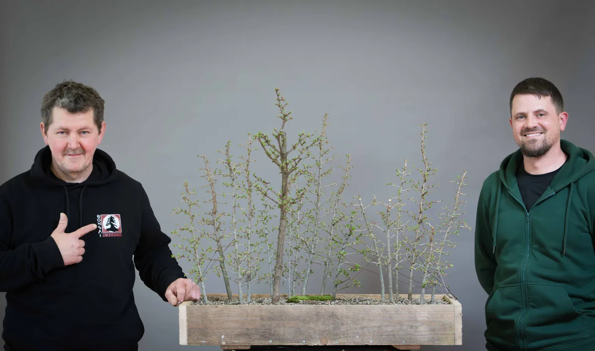 At the Bonsai Kreativ workshop with Václav Stropek: Workshop work on a larch forest with fresh growth.