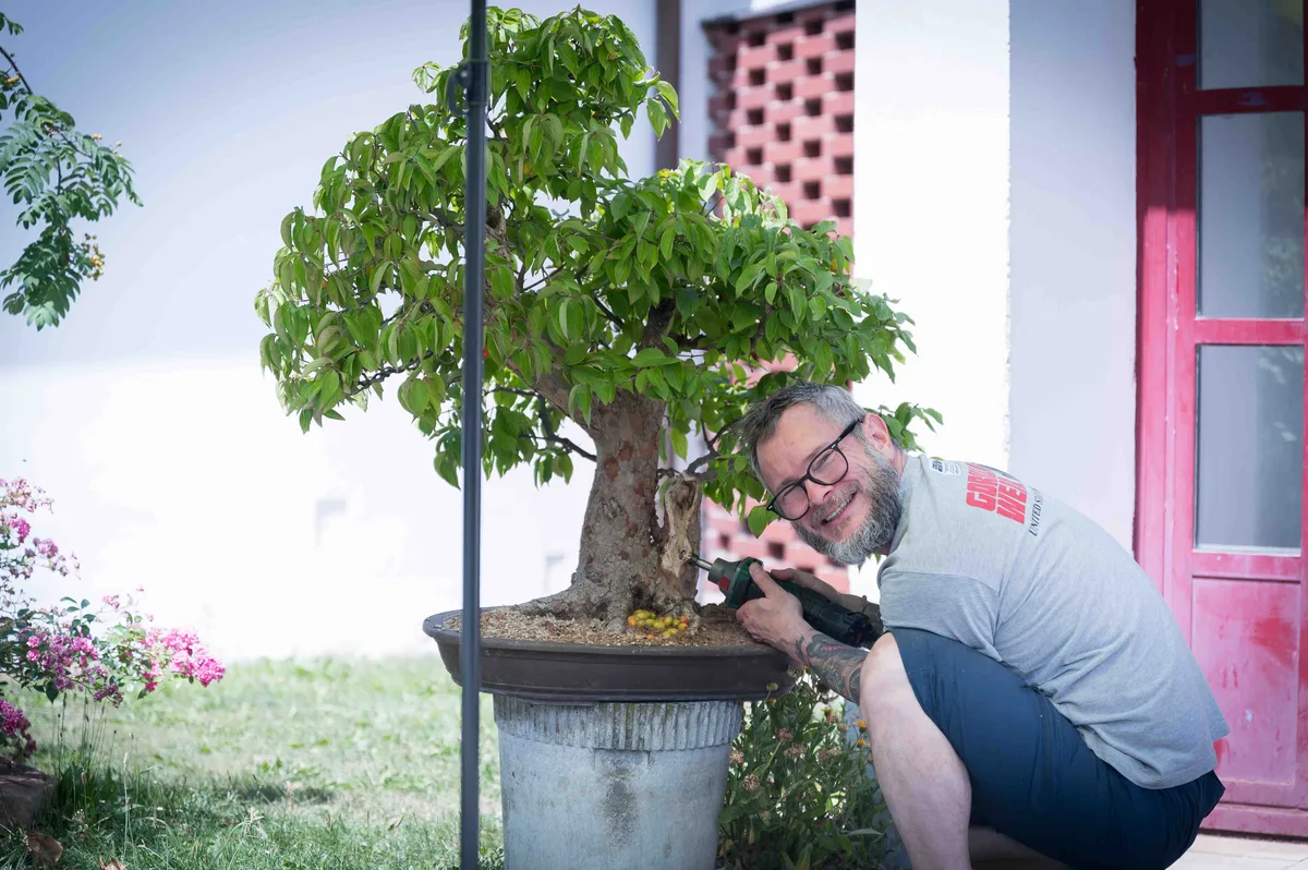 Beim Bonsai-Kreativ-Workshop mit Nik Rozman: Bearbeitung eines Laubbaums mit kräftigem Stamm und dichter Krone.