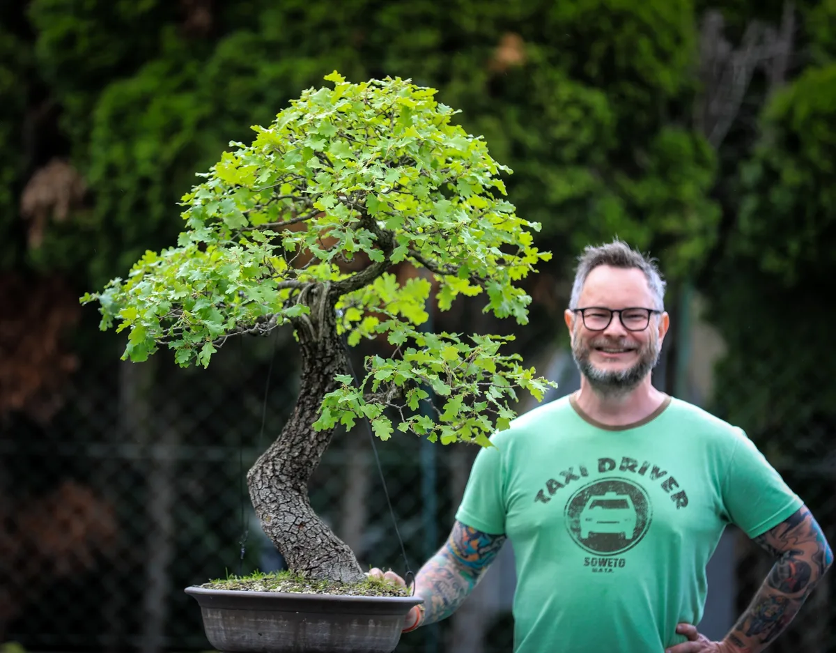 Beim Bonsai-Kreativ-Workshop mit Josef Burschl: Bearbeitung eines Ahorns mit geschwungenem Stamm und belaubter Krone.