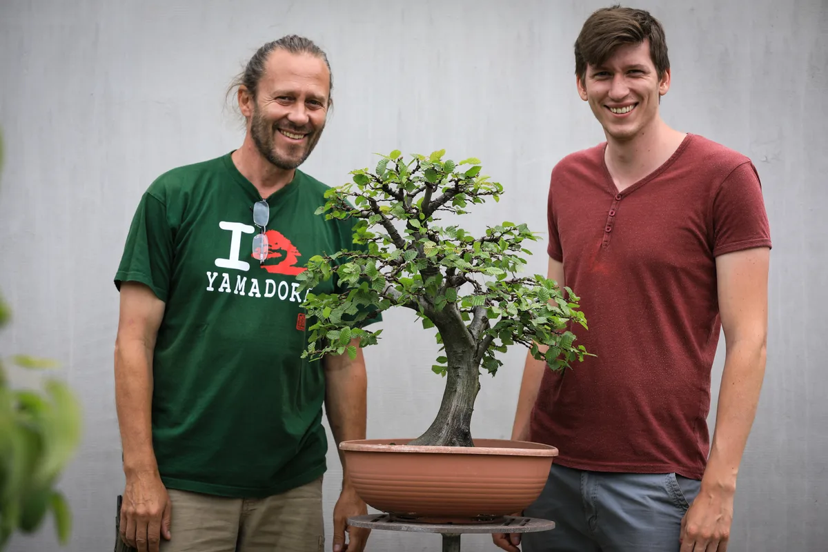Beim Bonsai-Kreativ-Workshop mit Josef Burschl: Bearbeitung eines Laubbaums in aufrechter Form, mit belaubter Krone.