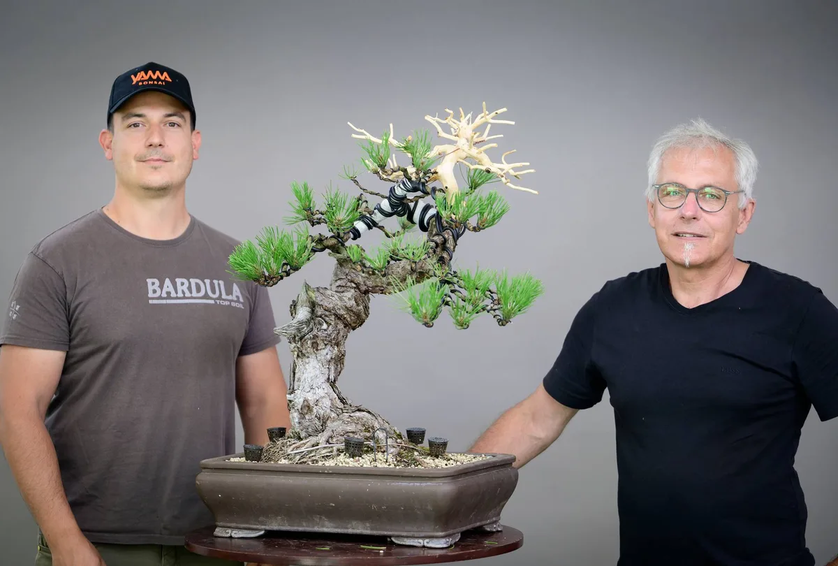 Beim Bonsai-Kreativ-Workshop mit Yannick Kiggen: Bearbeitung einer Kiefer mit kräftigem Stamm und markantem Totholz.