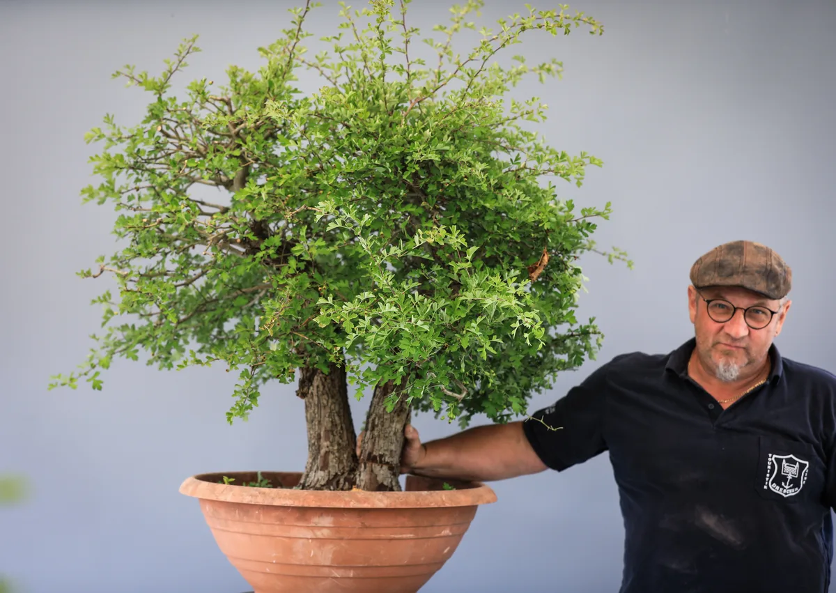 Beim Bonsai-Kreativ-Workshop mit Josef Burschl: Bearbeitung eines Laubbaums mit mehreren Stämmen und dichter Krone.