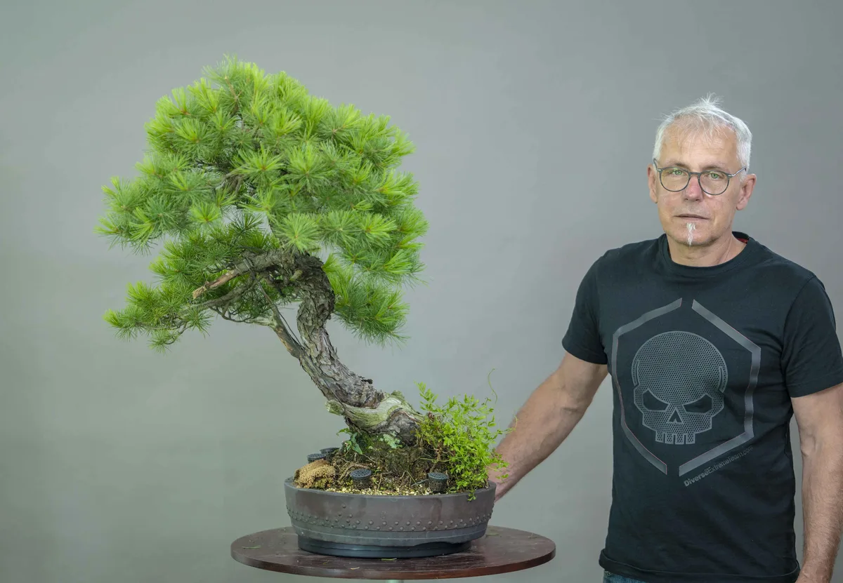 At the Bonsai Kreativ workshop with Yannick Kiggen: Workshop work on a pine with a curved trunk and a dense crown.