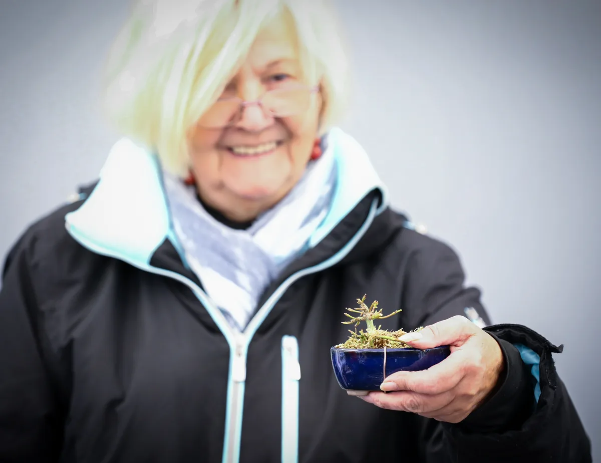 At the Bonsai Kreativ workshop with Josef Burschl: Workshop work on a bonsai in a small format, without leaves.