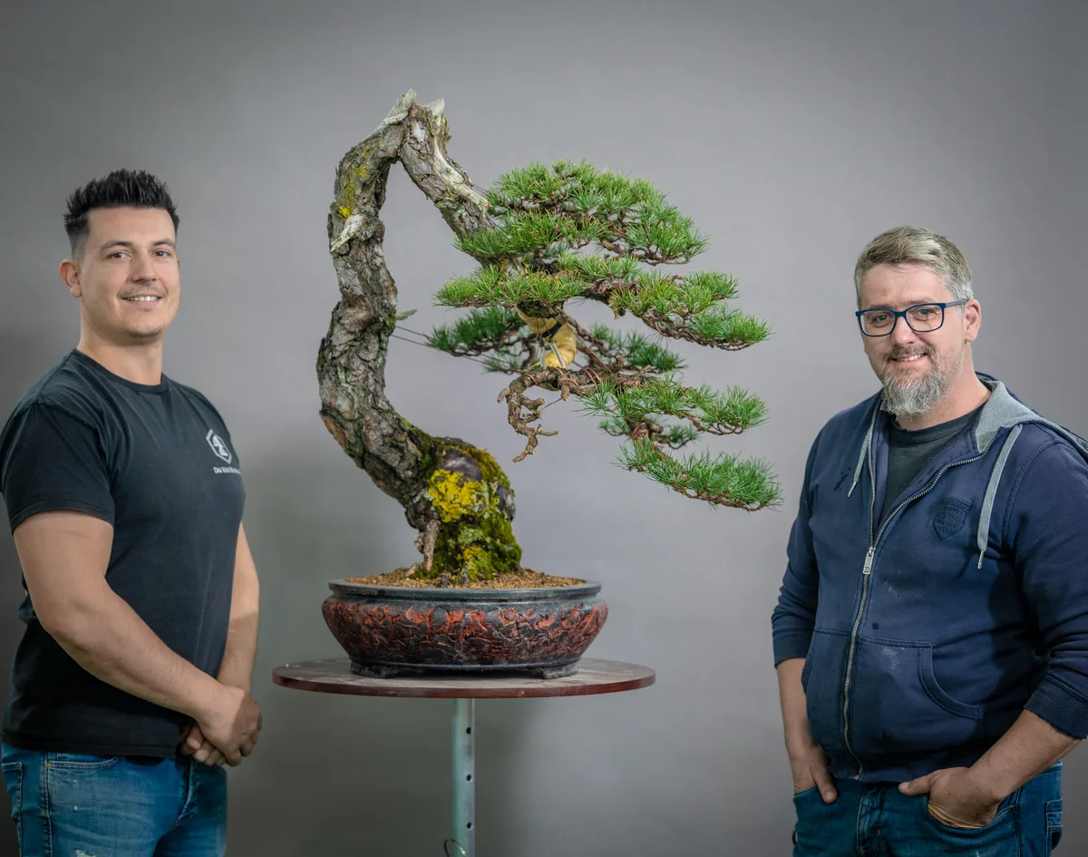 Beim Bonsai-Kreativ-Workshop mit Yannick Kiggen: Bearbeitung einer Kiefer mit geschwungenem Stamm und gegliederten Astpolstern.