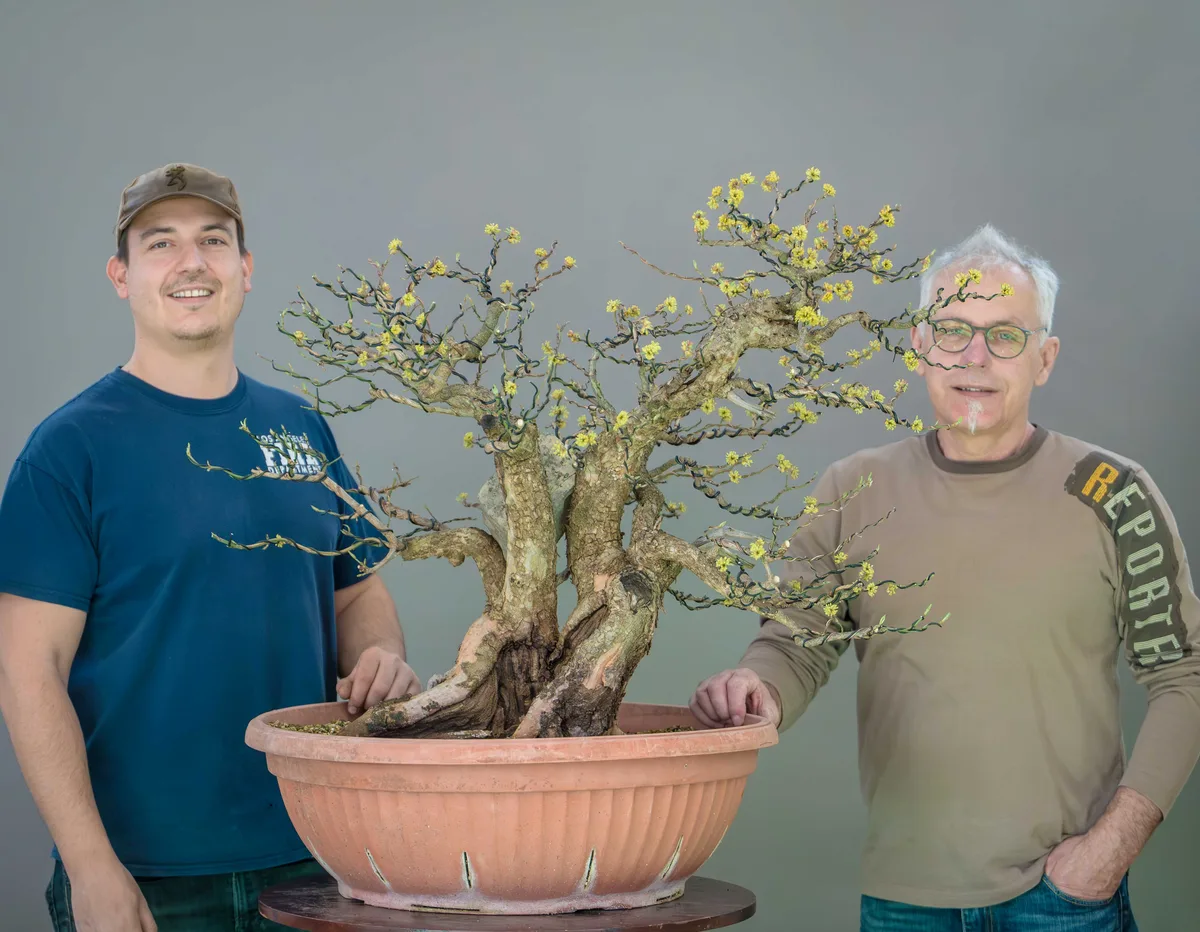 Beim Bonsai-Kreativ-Workshop mit Yannick Kiggen: Bearbeitung eines Laubbaums in Blüte, mit kräftigem Stamm.