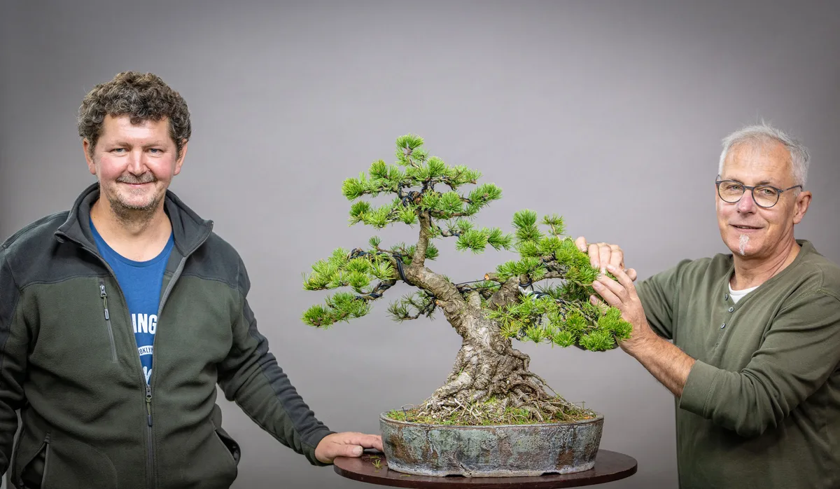 At the Bonsai Kreativ workshop with Václav Stropek: Workshop work on a pine with a pronounced root base and a broad crown.