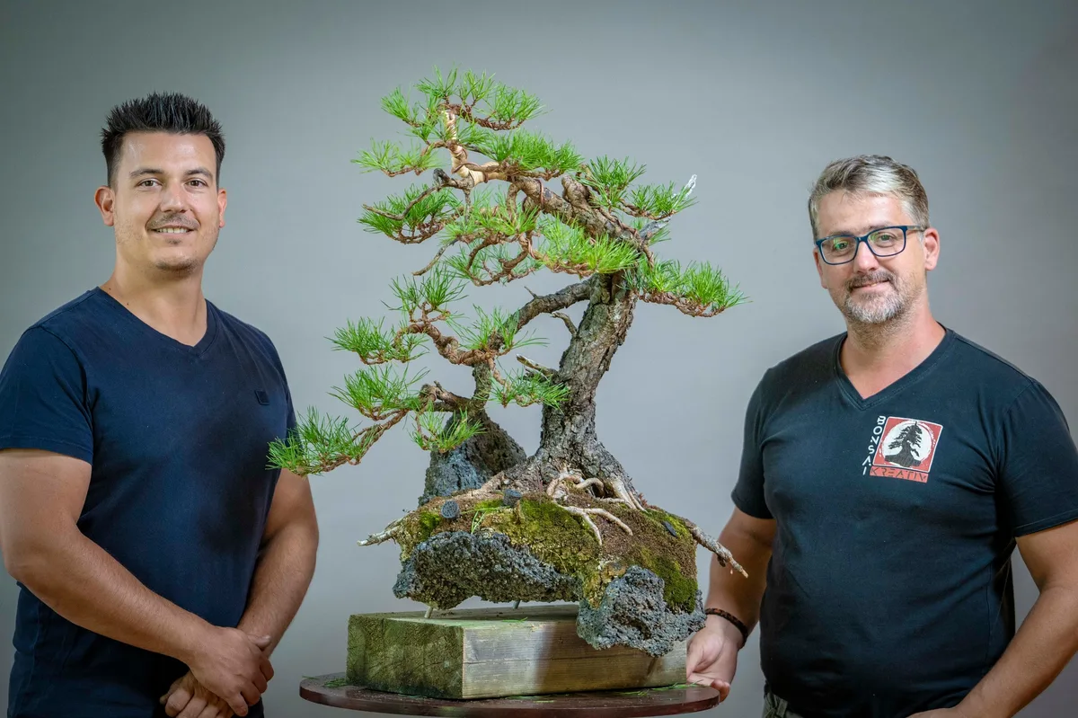 Beim Bonsai-Kreativ-Workshop mit Yannick Kiggen: Bearbeitung einer Kiefer auf einer Felsgestaltung, mit gegliederten Astpolstern.