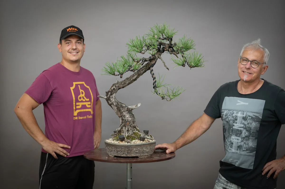 At the Bonsai Kreativ workshop with Yannick Kiggen: Workshop work on a pine with a curved trunk and a broad crown.
