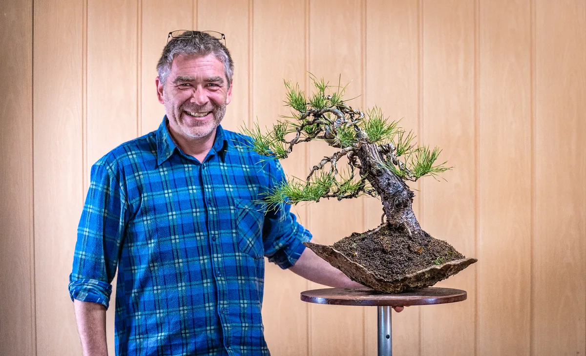 Beim Bonsai-Kreativ-Workshop mit Jan Culek: Bearbeitung einer Kiefer auf einer Felsgestaltung, mit sichtbarer Benadelung.