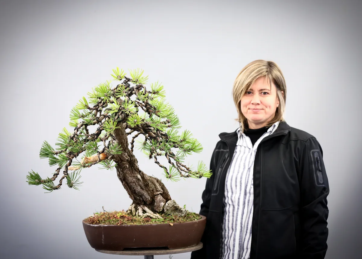 At the Bonsai Kreativ workshop with Josef Burschl: Workshop work on a pine with a curved trunk and defined foliage pads.