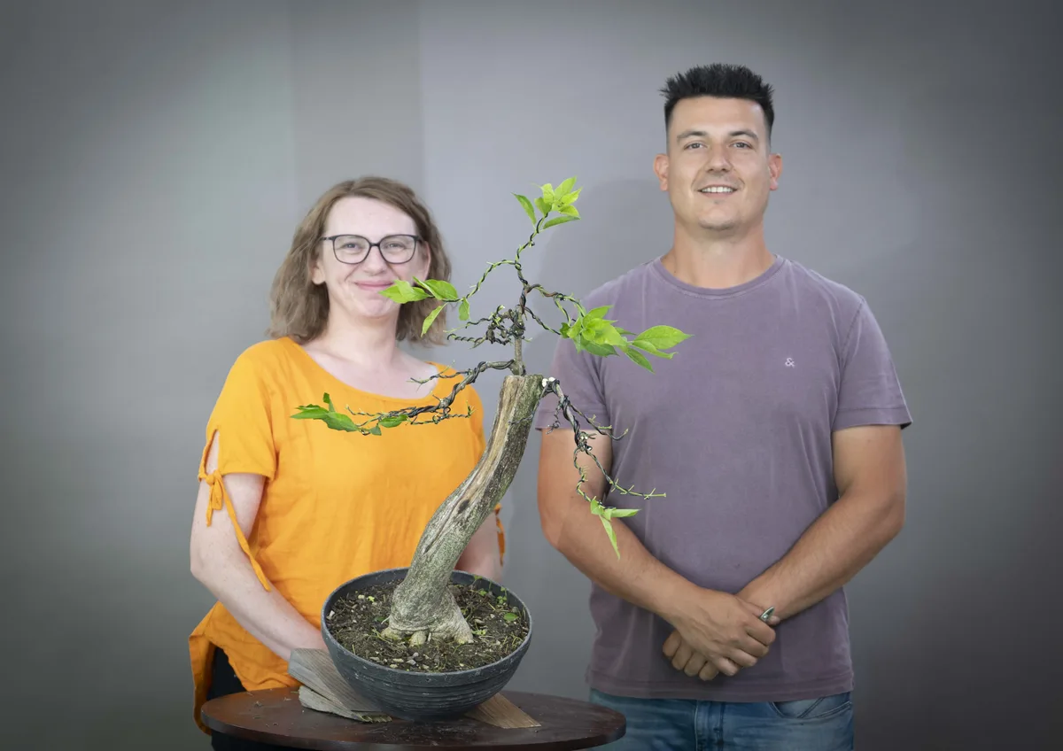 Beim Bonsai-Kreativ-Workshop mit Yannick Kiggen: Bearbeitung eines Laubbaums mit schlanker Silhouette und markantem Totholz.