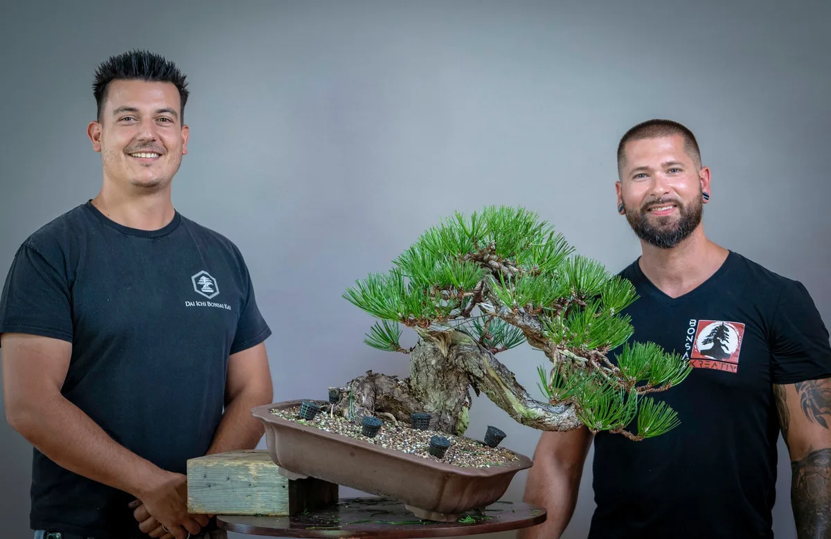 Beim Bonsai-Kreativ-Workshop mit Yannick Kiggen: Bearbeitung einer Kiefer in Kaskadenform und in geneigter Position.