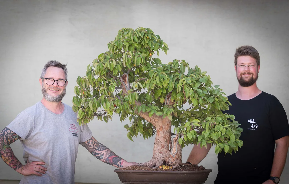 Beim Bonsai-Kreativ-Workshop mit Nik Rozman: Bearbeitung eines Laubbaums mit kräftigem Stamm und dichter Krone.