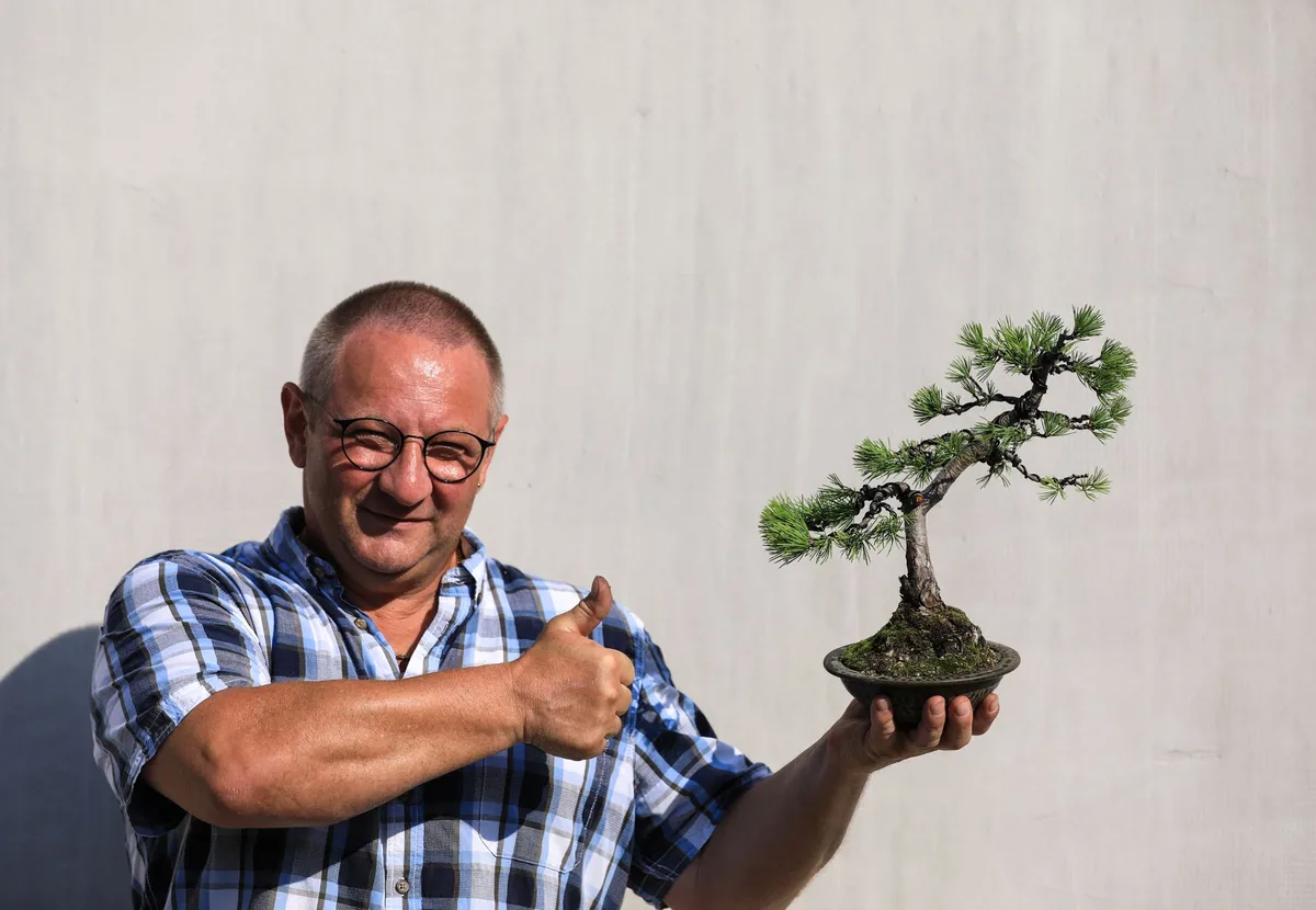 At the Bonsai Kreativ workshop with Josef Burschl: Workshop work on a pine in a small format and in a tilted position.