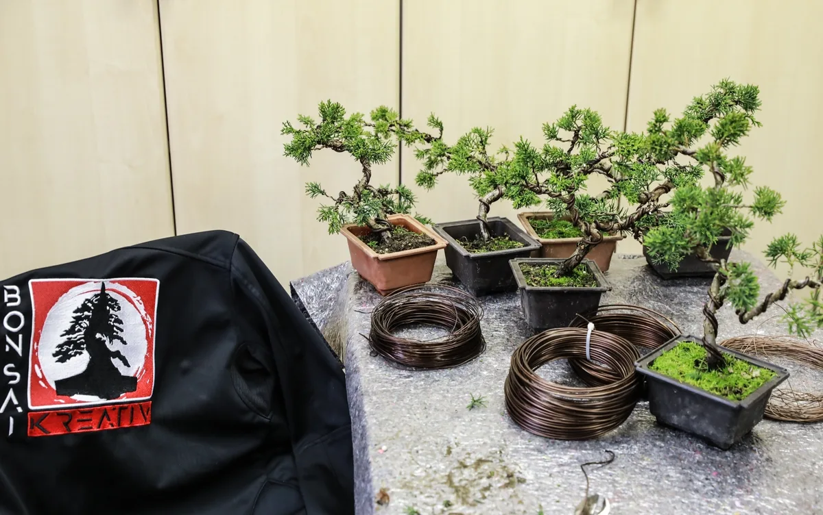 Several bonsai in small pots being worked on at the Bonsai Kreativ workshop.