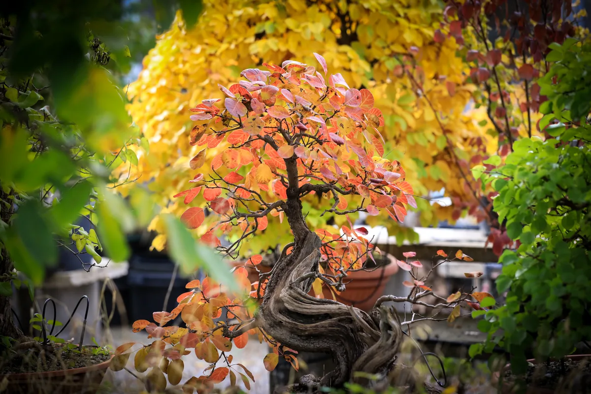 At the Bonsai Kreativ workshop with Josef Burschl: A broadleaf bonsai with autumn colour and a curved trunk.