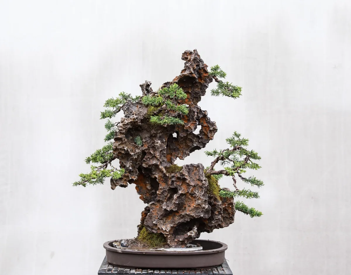 At the Bonsai Kreativ workshop with Josef Burschl: A juniper on a rock composition, with defined foliage pads.