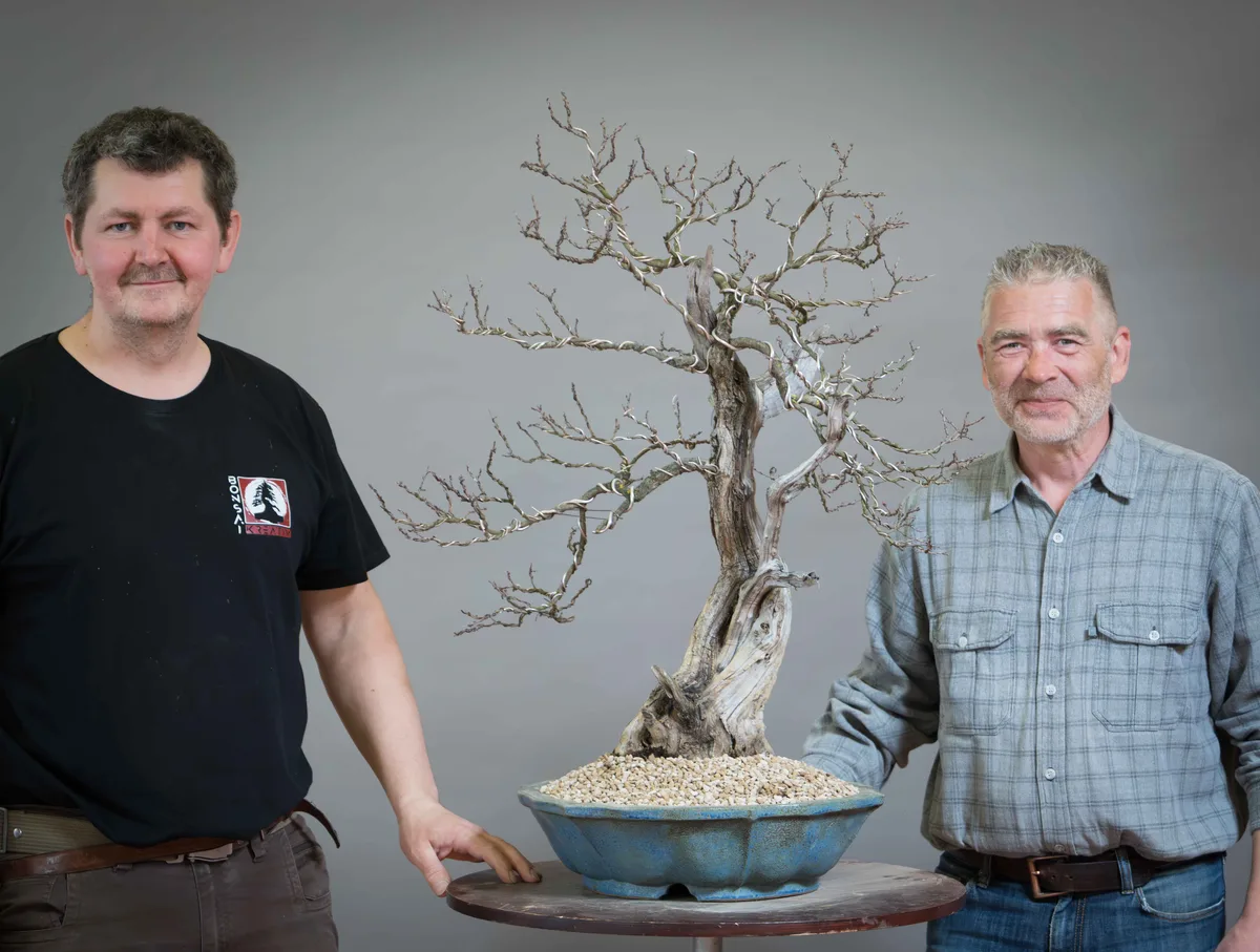 Beim Bonsai-Kreativ-Workshop mit Václav Stropek: Bearbeitung eines Perückenstrauchs ohne Laub, mit markantem Totholz.