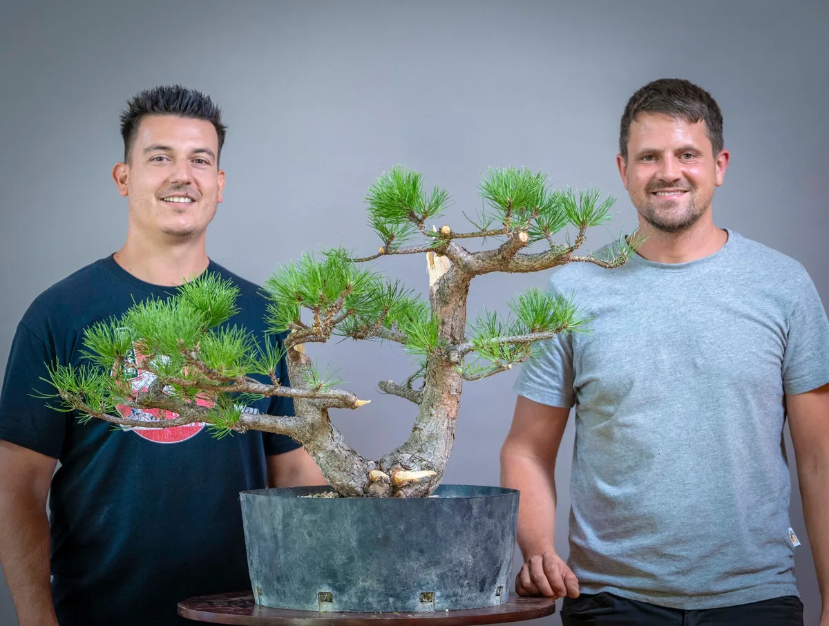 Beim Bonsai-Kreativ-Workshop mit Yannick Kiggen: Bearbeitung einer Kiefer mit mehreren Stämmen und sichtbarer Benadelung.