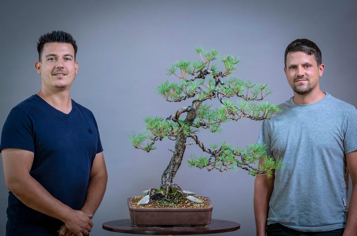 Beim Bonsai-Kreativ-Workshop mit Yannick Kiggen: Bearbeitung einer Kiefer in aufrechter Form, mit gegliederten Astpolstern.
