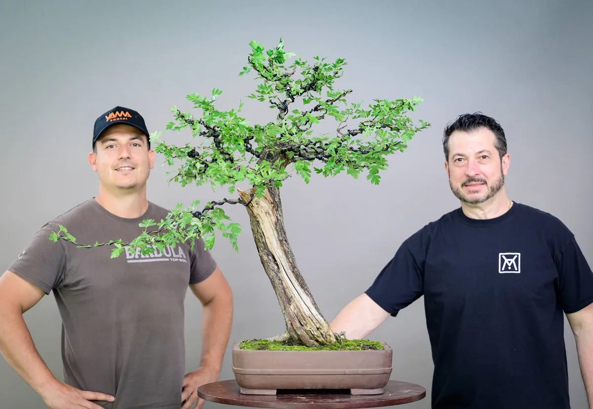 Beim Bonsai-Kreativ-Workshop mit Yannick Kiggen: Bearbeitung eines Laubbaums in geneigter Position, mit markantem Totholz.
