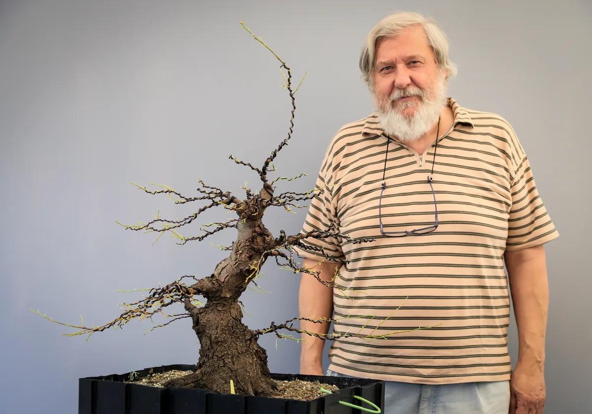 Beim Bonsai-Kreativ-Workshop mit Josef Burschl: Bearbeitung eines Laubbaums ohne Laub, mit geschwungenem Stamm.