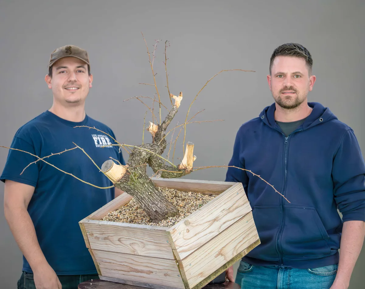 Beim Bonsai-Kreativ-Workshop mit Yannick Kiggen: Bearbeitung eines Laubbaums mit sichtbaren Astschnittstellen, ohne Laub.
