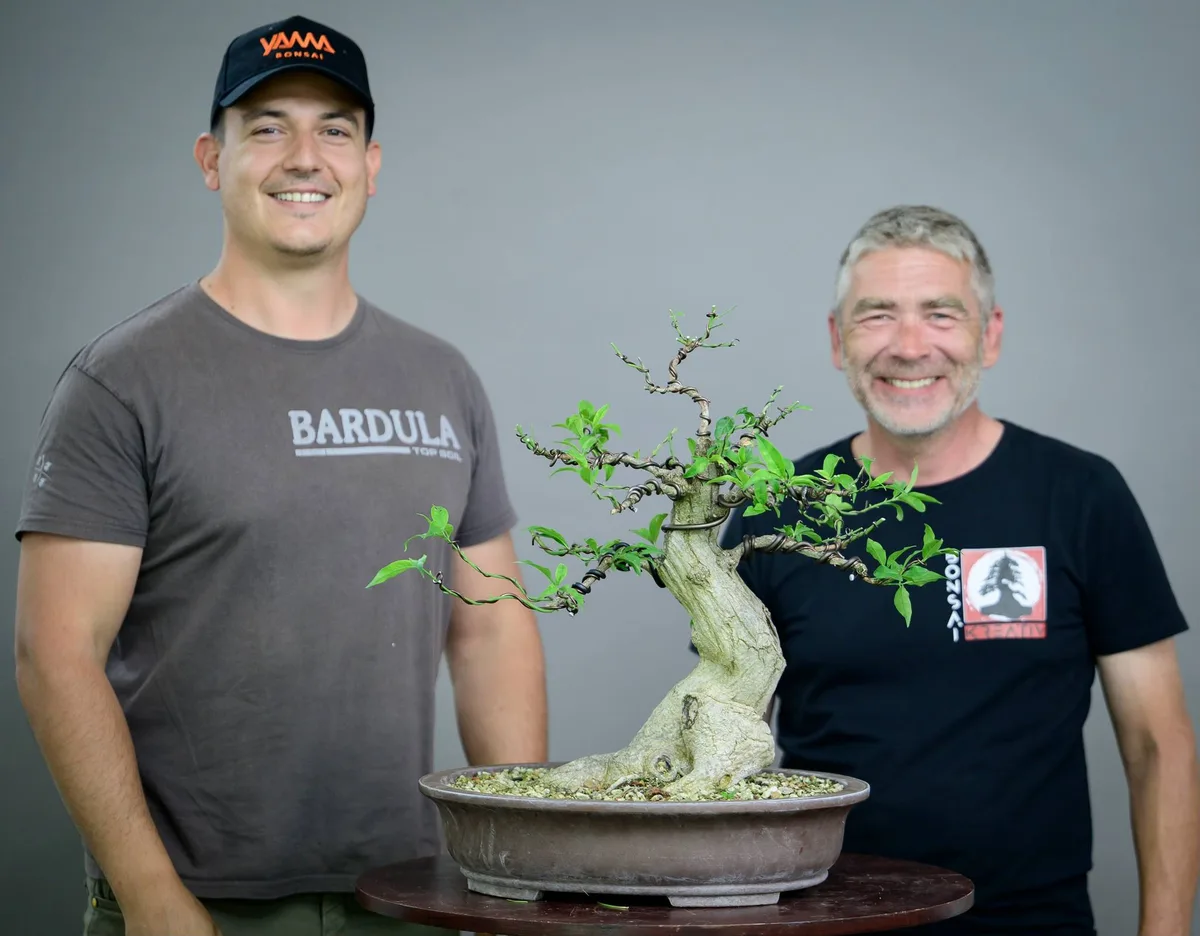 Beim Bonsai-Kreativ-Workshop mit Yannick Kiggen: Bearbeitung eines Laubbaums mit ausdrucksstarken Stammhöhlungen und geschwungenem Stamm.
