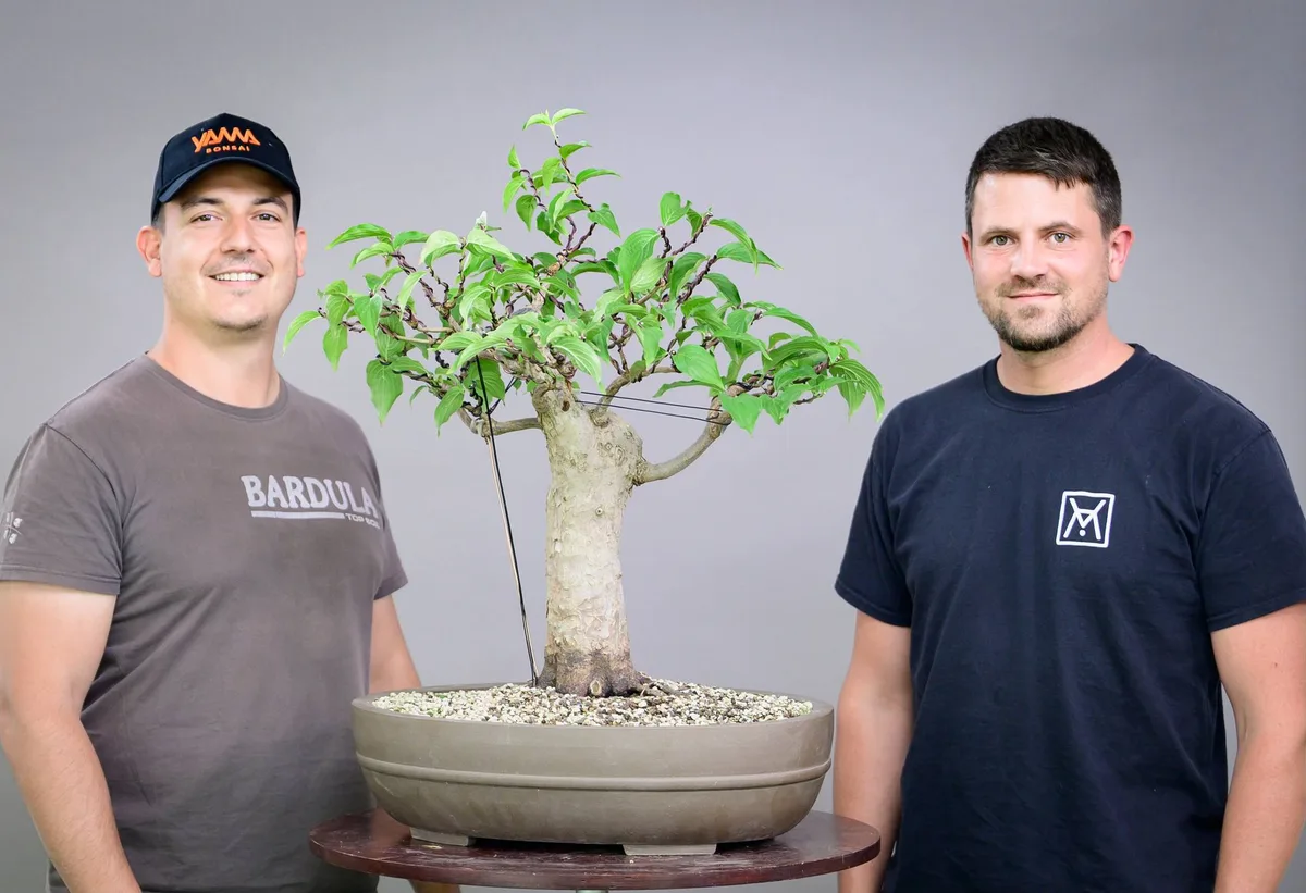 At the Bonsai Kreativ workshop with Yannick Kiggen: Workshop work on a broadleaf bonsai with a substantial trunk and a leafy crown.