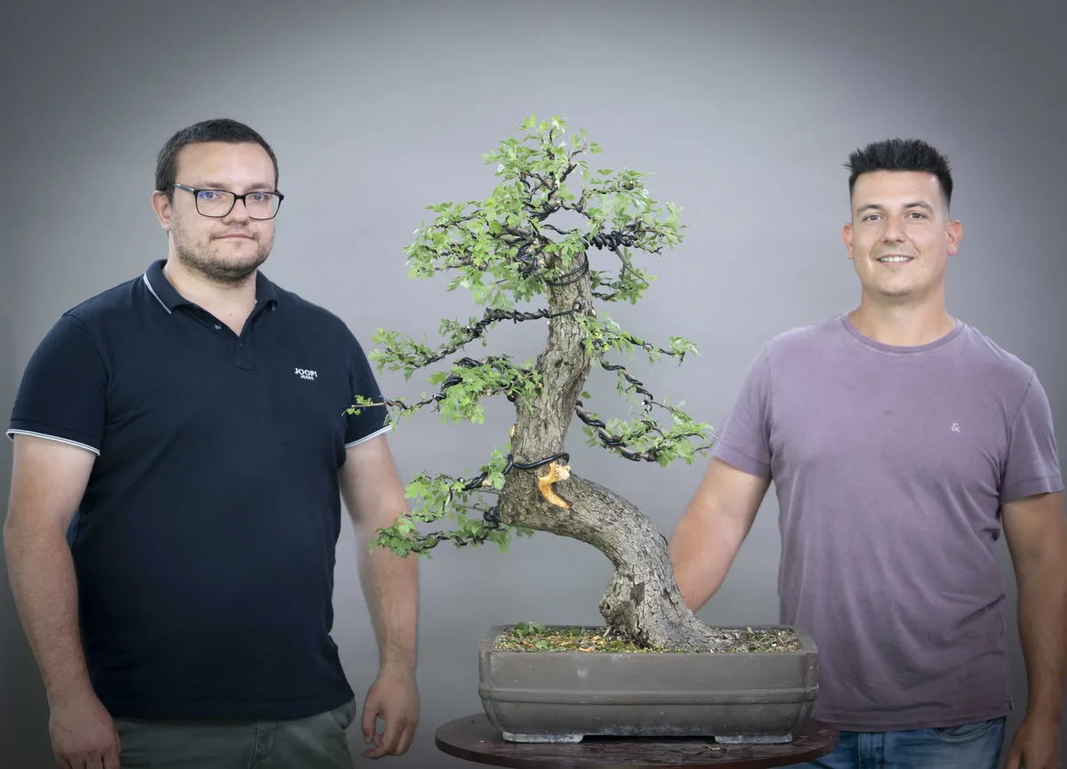 Beim Bonsai-Kreativ-Workshop mit Yannick Kiggen: Bearbeitung eines Laubbaums mit geschwungenem Stamm und belaubter Krone.