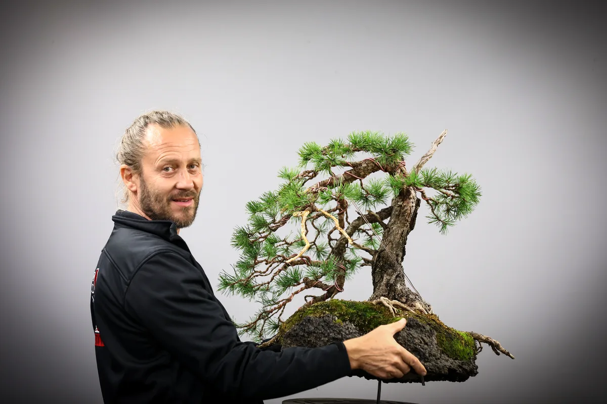 Beim Bonsai-Kreativ-Workshop mit Josef Burschl: Bearbeitung einer Kiefer auf einer Felsgestaltung, mit geschwungenem Stamm.