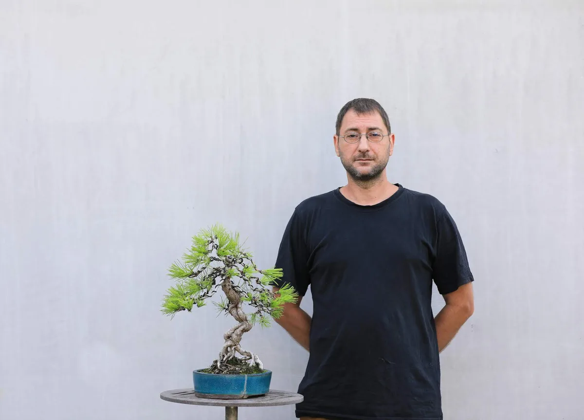 At the Bonsai Kreativ workshop with Josef Burschl: Workshop work on a pine with a curved trunk and defined foliage pads.