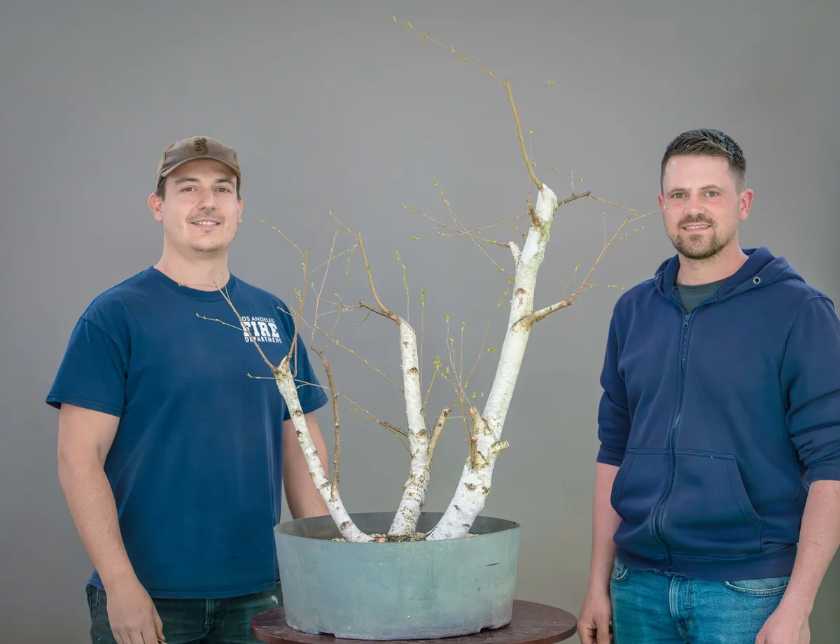 Beim Bonsai-Kreativ-Workshop mit Yannick Kiggen: Bearbeitung einer Birke mit mehreren Stämmen, ohne Laub.