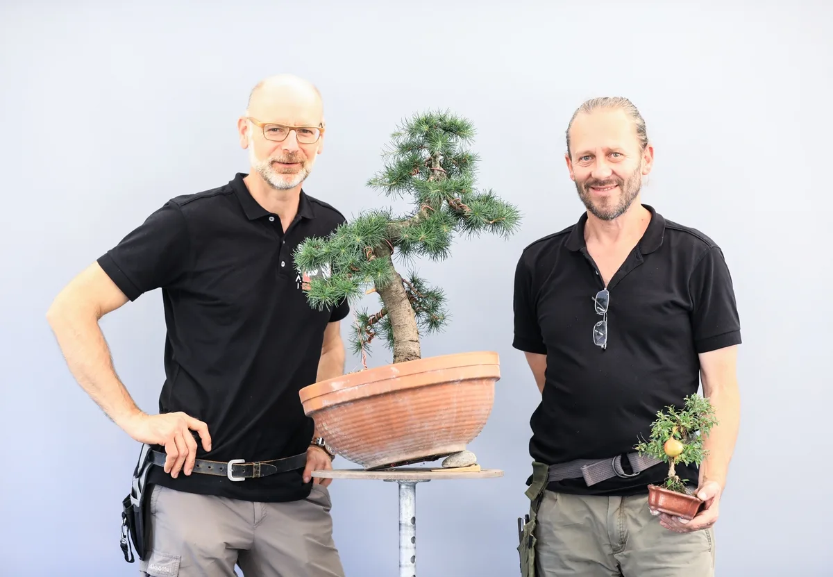 At the Bonsai Kreativ workshop with Josef Burschl: Workshop work on a pine in an upright form, with visible needles.