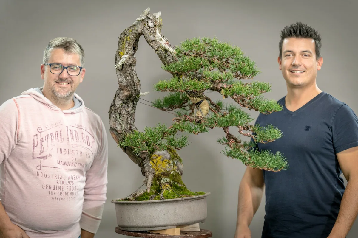 Beim Bonsai-Kreativ-Workshop mit Yannick Kiggen: Bearbeitung einer Kiefer mit geschwungenem Stamm und gegliederten Astpolstern.