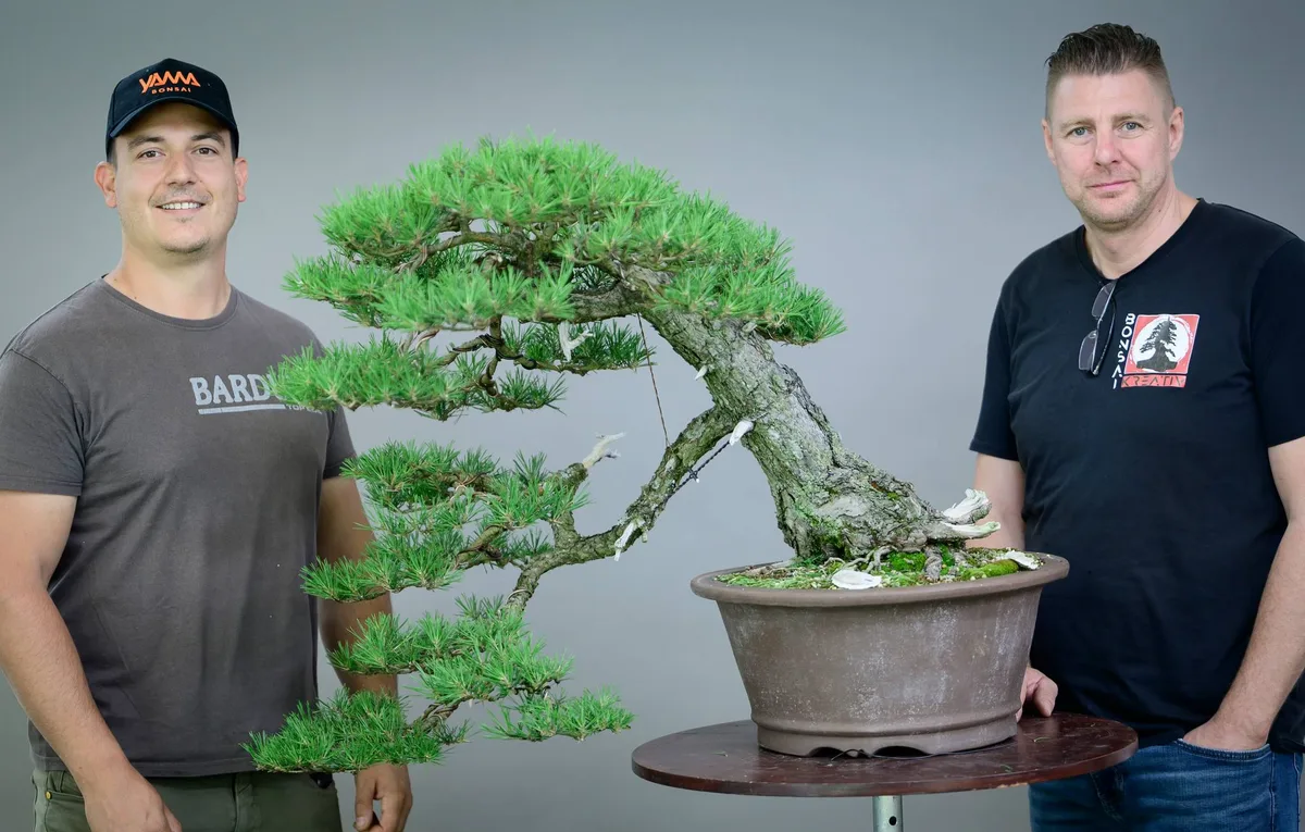 Beim Bonsai-Kreativ-Workshop mit Yannick Kiggen: Bearbeitung einer Kiefer in Kaskadenform, mit gegliederten Astpolstern.