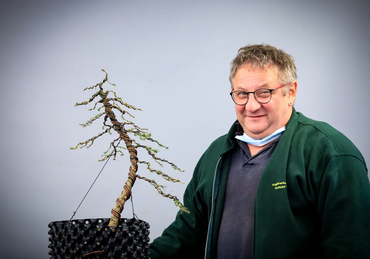 At the Bonsai Kreativ workshop with Josef Burschl: Workshop work on a larch with a slender silhouette and wired branches.