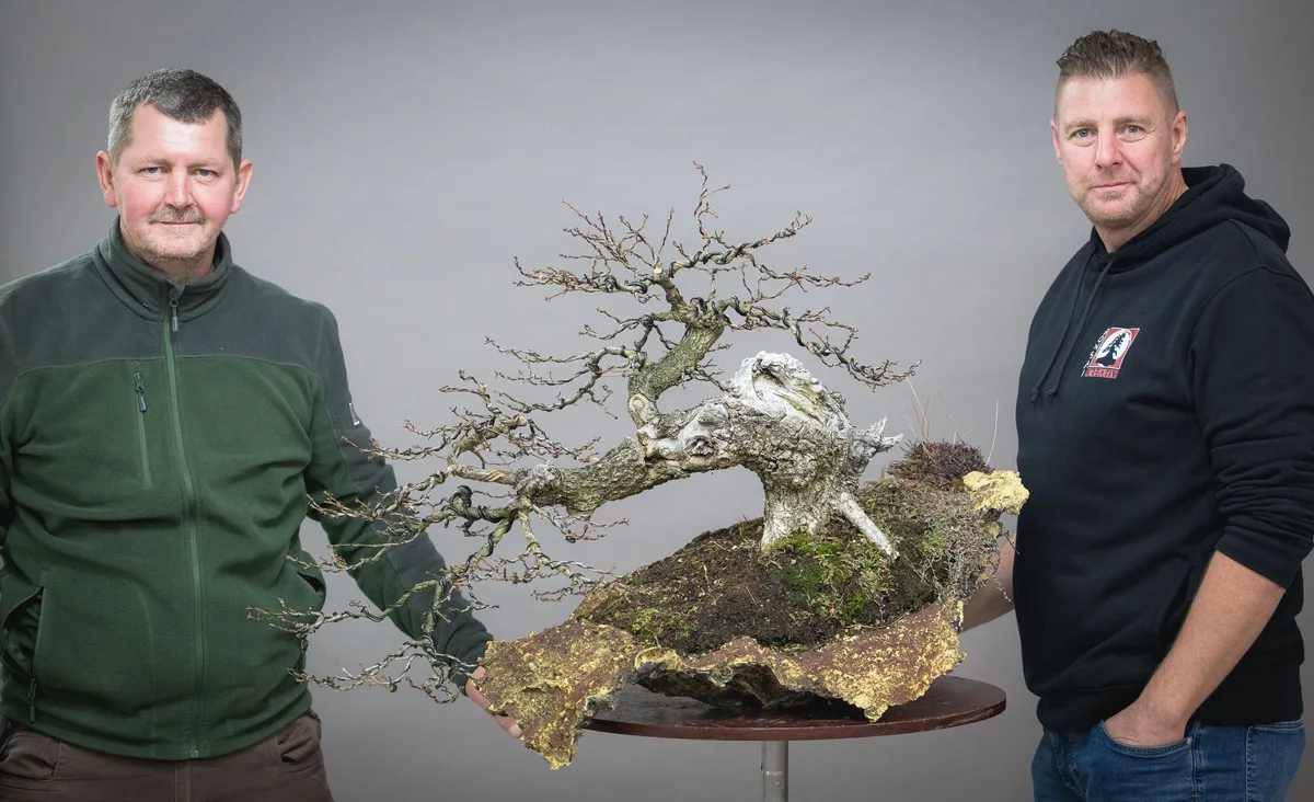 Gemeinsame Bearbeitung eines unbelaubten Bonsai mit seitlich ausladendem Stamm auf einer unregelmäßigen Schale.