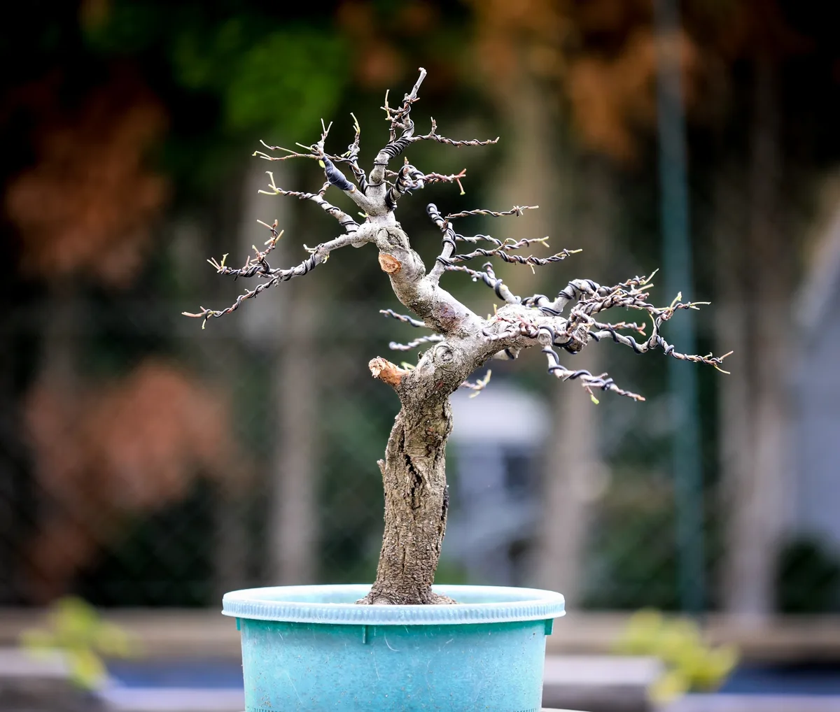 Beim Bonsai-Kreativ-Workshop mit Josef Burschl: Ein Laubbaum ohne Laub, mit geschwungenem Stamm.