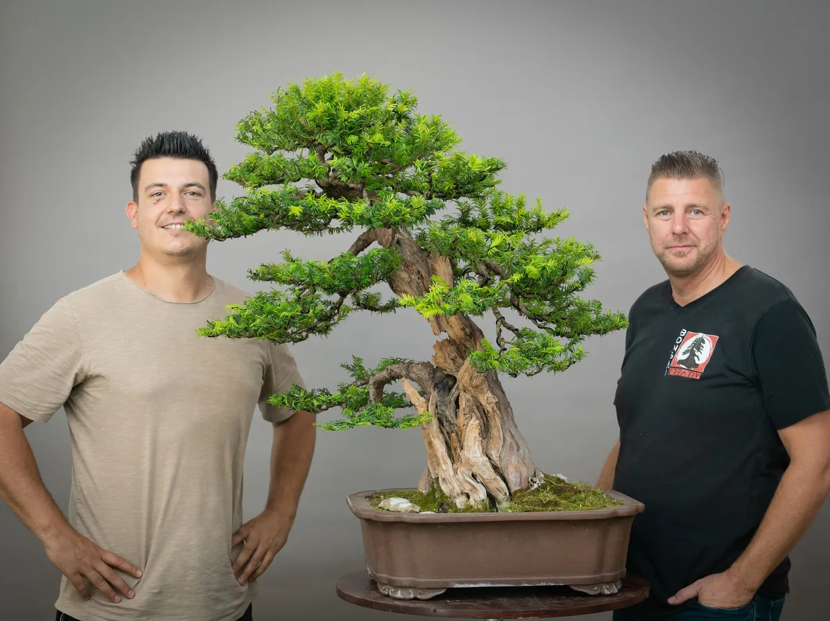 At the Bonsai Kreativ workshop with Yannick Kiggen: Workshop work on a yew with a substantial trunk and defined foliage pads.
