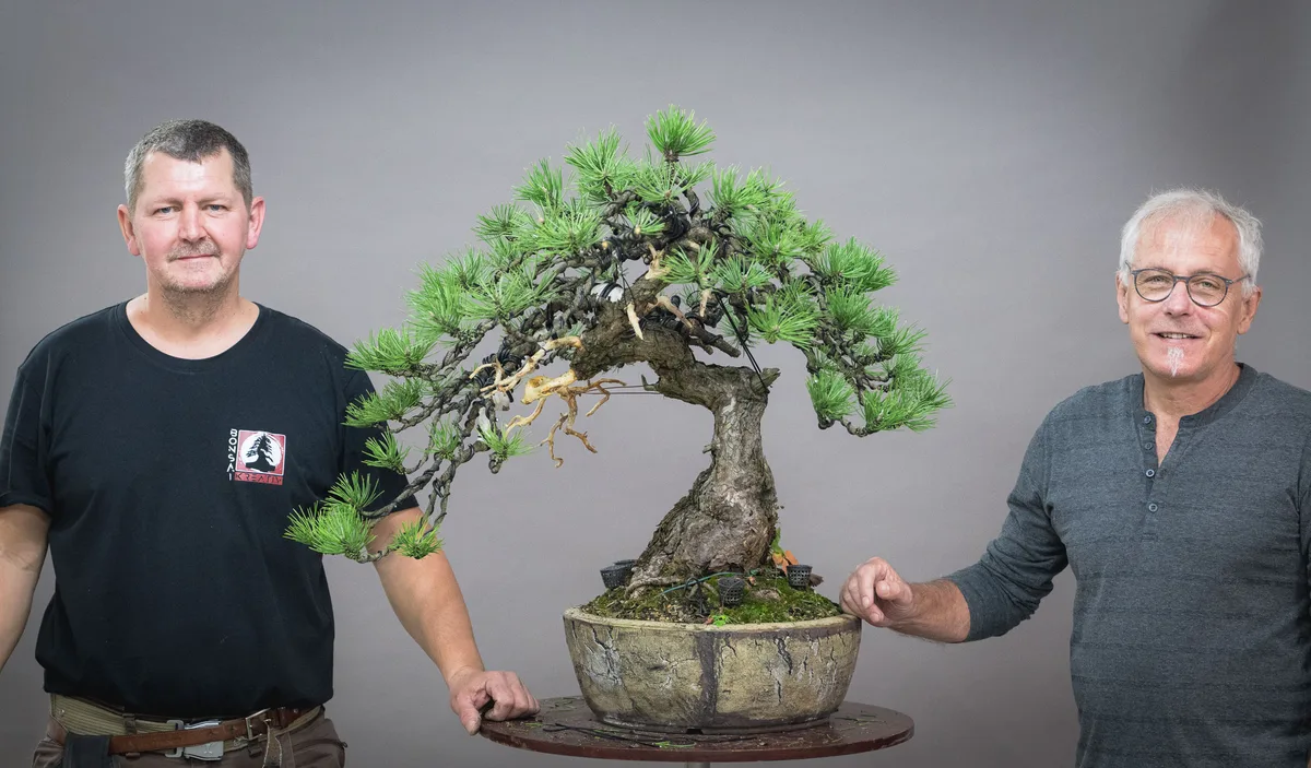 Gemeinsame Bearbeitung einer Kiefer mit gebogenem Stamm, gedrahteter Krone und seitlichem Totholzast.
