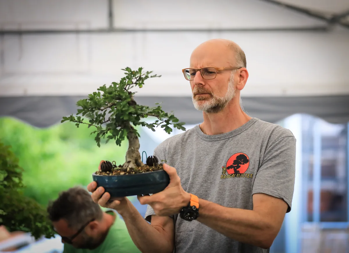 Beim Bonsai-Kreativ-Workshop mit Josef Burschl: Bearbeitung eines Laubbaums im kleinen Format, mit belaubter Krone.