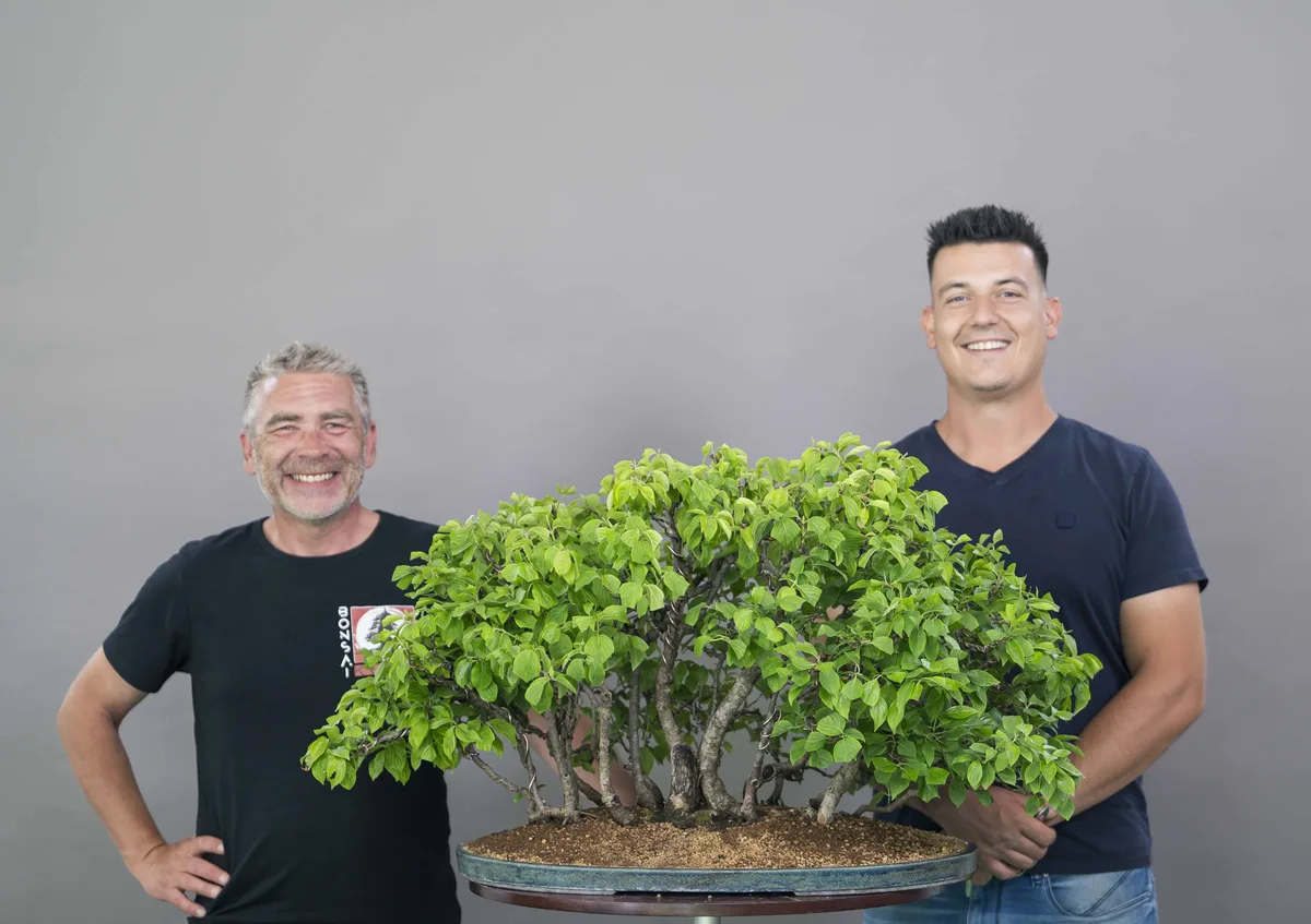 Beim Bonsai-Kreativ-Workshop mit Yannick Kiggen: Bearbeitung eines Laubbaums als Waldpflanzung, mit belaubter Krone.