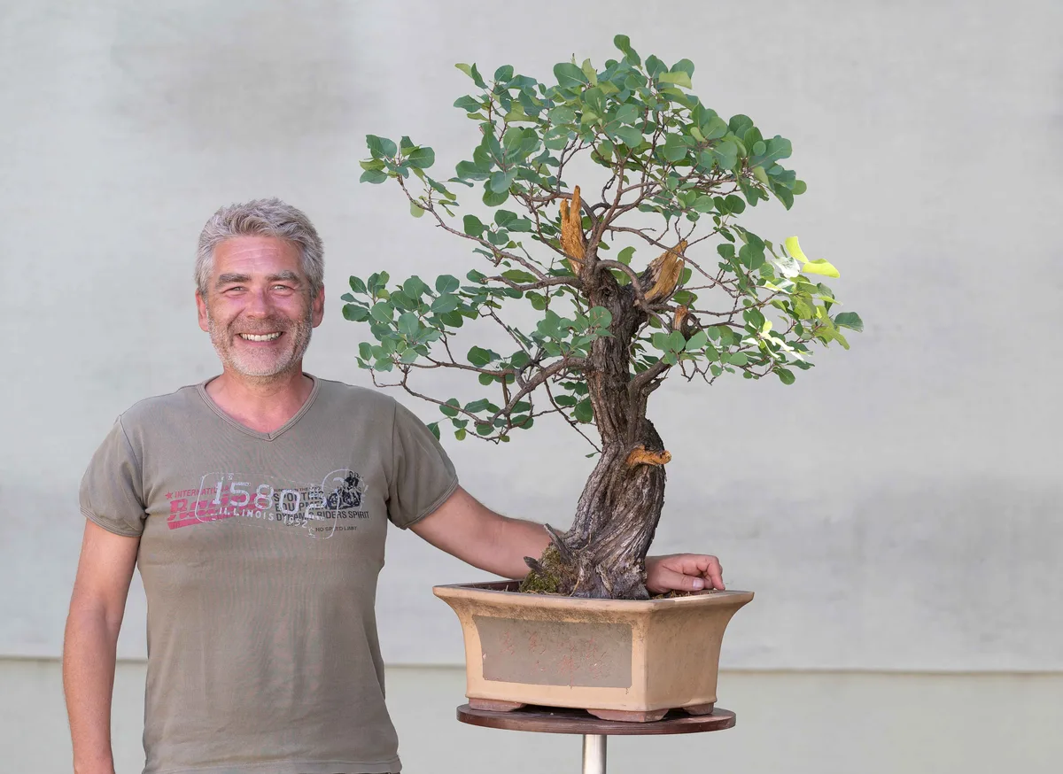 Beim Bonsai-Kreativ-Workshop mit Nik Rozman: Bearbeitung eines Laubbaums in aufrechter Form, mit belaubter Krone.