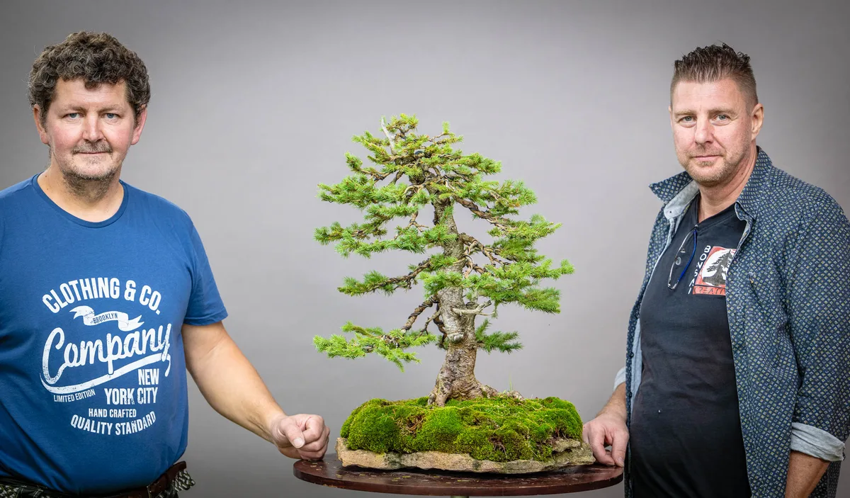 At the Bonsai Kreativ workshop with Václav Stropek: Workshop work on a conifer with defined foliage pads, on a rock composition.